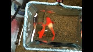 Abino Super Koi Red ear - Dòng cá 7 màu HOT nhất năm 2018