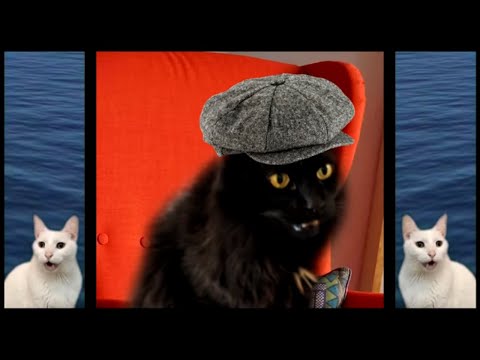 Cats Sing Baby Shark | Animal Songs | Cats Version