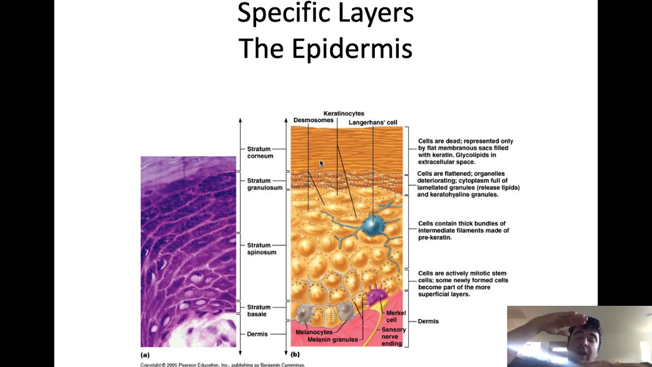Lecture Integument-Intended for Intro Students at ACC