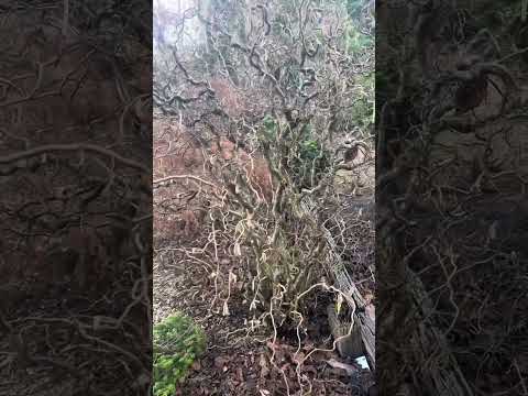 Corylus avellana Contorta … Contorted ( Male ) hazelnut 