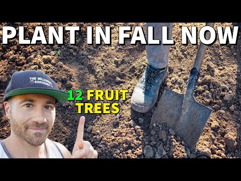 , title : 'Don't Wait For Spring! These 12 Fruit Trees Should Be Planted In Fall NOW!'