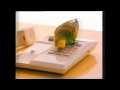DHL Budgie Mails The Cat TV Ad From The 1990s