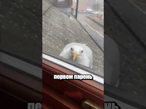 Верная чайка