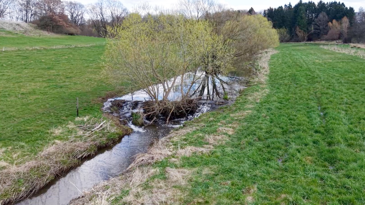 Biber in Steinbach im Konflikt mit dem Landwirt