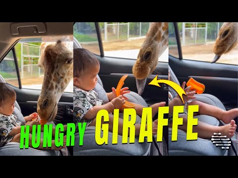 Giraffe Got Its Head Inside a Car as Baby and Mom Hand Feeds It