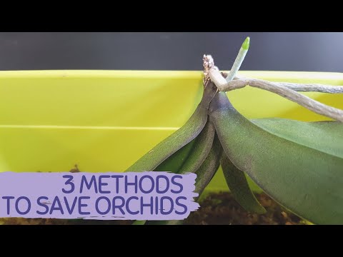 PHALAENOPSIS ORCHID ROOT ROT | ORCHID REANIMATION | SAVE PHALAENOPSIS WITH ALL ROTTEN ROOTS