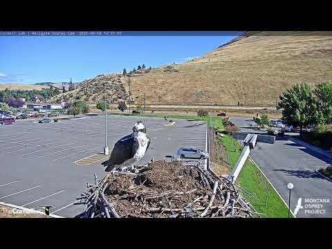 Iris The Osprey Still In Hellgate! – Sept. 8, 2020