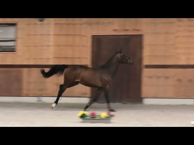 Gaits