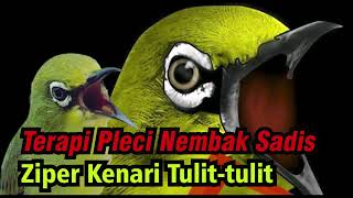 Download lagu Terapi Pleci Nembak Variasi Paling Ampuh!!! mp3