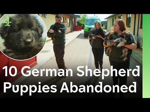 German Shepherd Puppy Litter Left Behind Finds Hope Again | The Dog House 🐶