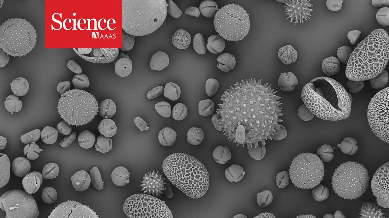 Pollen, practically indestructible