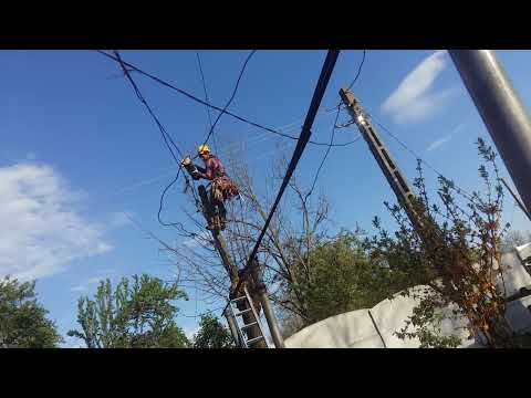 Siliştea Crucii salcâm tăiat