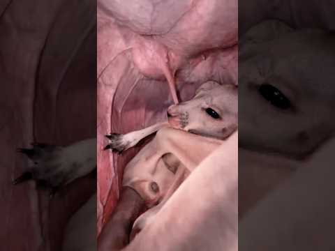 Kangaroo 🦘 feeding Baby 🍼 in her pouch 🦘🤍 #kangaroo #shorts #allah #animalshorts