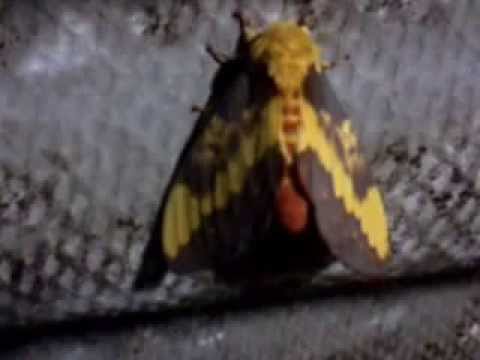 mariposa muito macabra