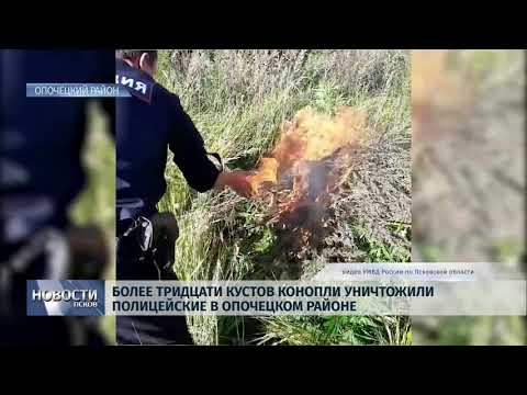 05.09.2019 / Более 30 кустов конопли уничтожили полицейские в Опочецком районе