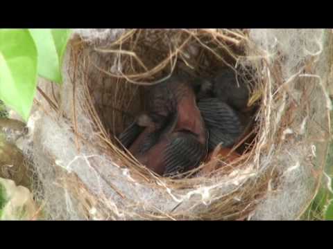 Do newborn birds sleep a lot? Protect from Cat and Dog