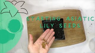 Planting Asiatic Lily Seeds