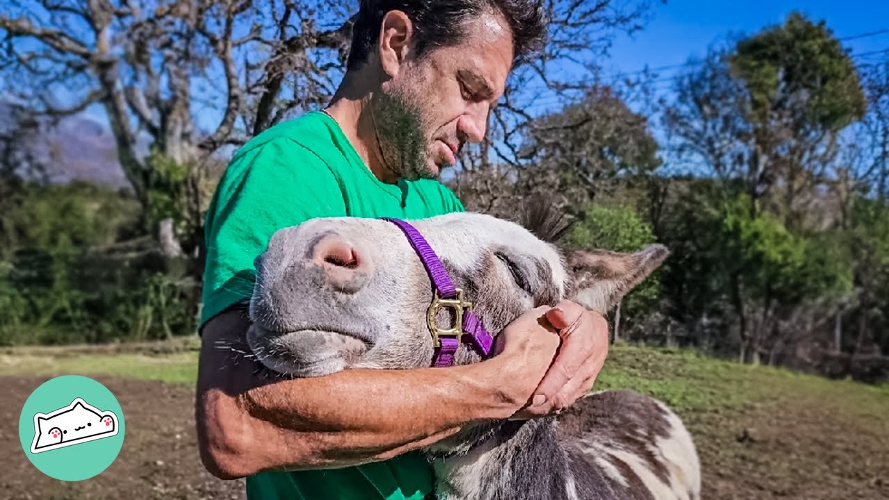 Donkey And Pops Make The Whole Farm Laugh  @CuddleBuddiesChannel