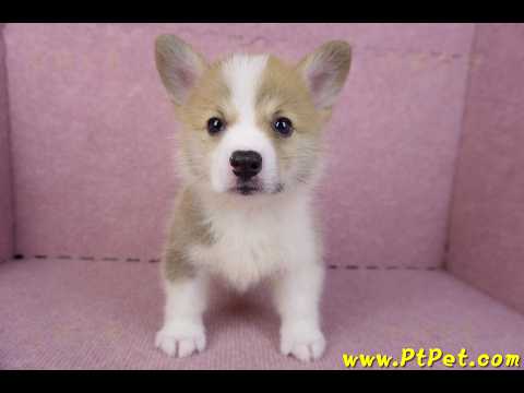 10/13雙色柯基犬母幼犬2號