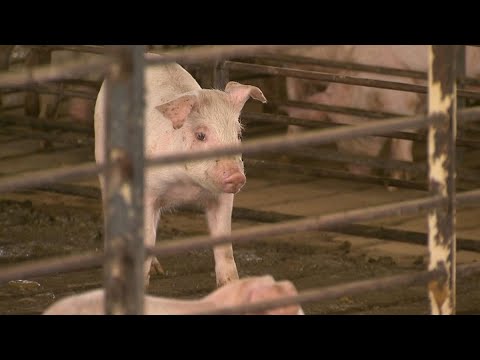 Hog Producer Turns to Facebook to Sell Pigs
