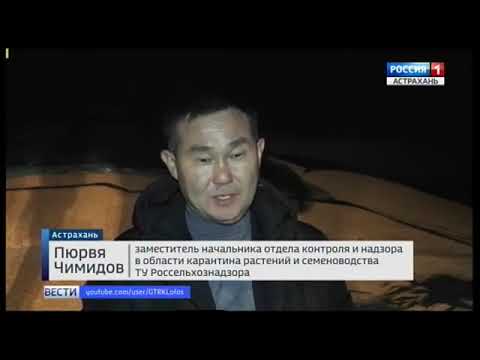 В Астраханской области Управлением Россельхознадзора пресечен ввоз зерна кукурузы без карантинных сертификатов