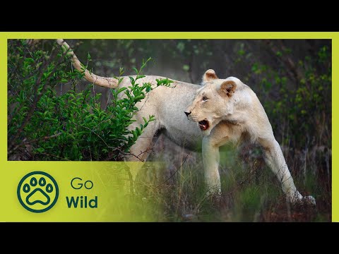Against All Odds - White Lions: Born Wild 1/2 - Go Wild