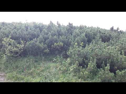 Malá Fatra #2 (Chleb, Poludňový Grúň...)