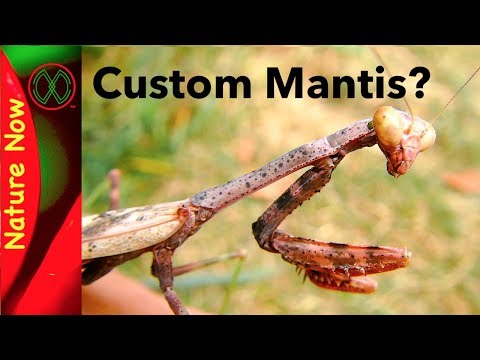Praying Mantis Experiment. CUSTOM MANTIS?!
