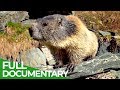 Marmots: The Inhabitants of the Alps | Free Documentary Nature