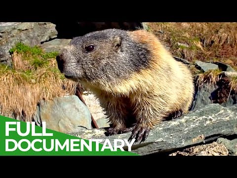 Svišť vrchovský (Marmota marmota) — dokument zo života v horách