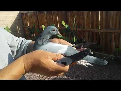 Leen Boers... Janssen 019.. Van loon.. 2018.. Consanguineo Abuelo .. nieta..