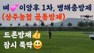 벼???? 이앙후 1차 병해충방제(드론방제)