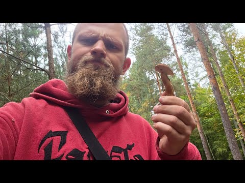 Weder Fisch noch Fleisch