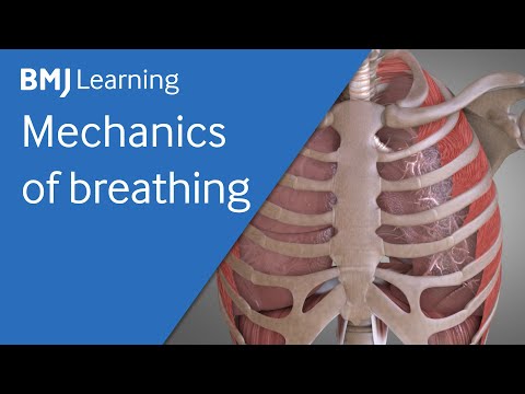 Basics of ventilation: Mechanics of breathing | BMJ Learning