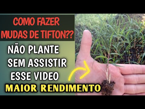 Easy method for planting Tifton 85 / How to make seedlings? Higher yield in planting