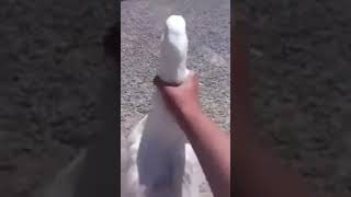 Jalando el Ganso