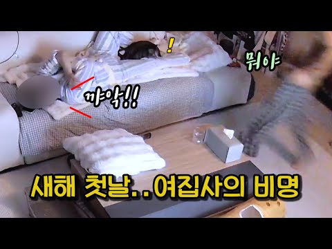 100% 실제 상황!! 여집사 때문에 새해 첫날부터 비상 걸린 고양이와 남집사