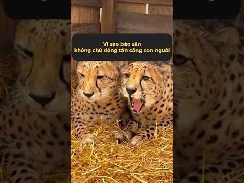 Vì sao báo săn không chủ động tấn công con người? #tangtuvien #shorts