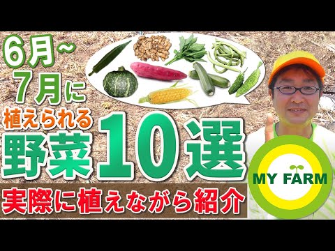 quels-légumes-racines-planter-semer-potager-automne-réussi-navet