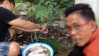 Download lagu Heboh... Lucu... dan Seru... Pesta Makan daging Babi Panggang mp3 Download lagu Heboh... Lucu... dan Seru... Pesta Makan daging Babi Panggang mp3