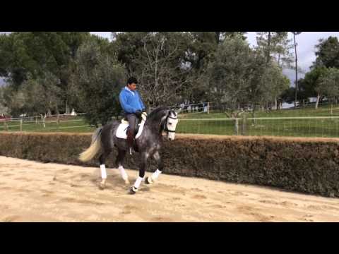 Coudelaria Quinta Da Hermida