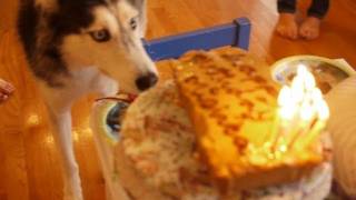 Happy Birthday Mishka the Talking Husky!