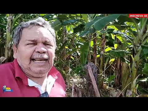 SITO DE BANANA   POSO DANTA PARAIBA 