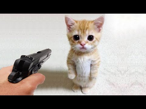 Lustige Hunde und Katzen videos 🤣 Lustige Tiere 😇 | Teil 11