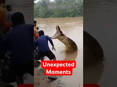 The Most Unexpected Animal Moments Caught On Camera