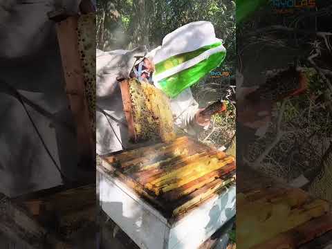 Entrevista a apicultores de la ciudad de Ayolas-Misiones 