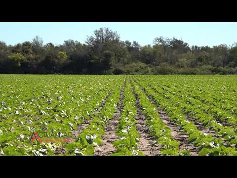 Cultivo de Girasol - Ing. Agr. Leonel Gasko - La Clotilde Provincia del Chaco.