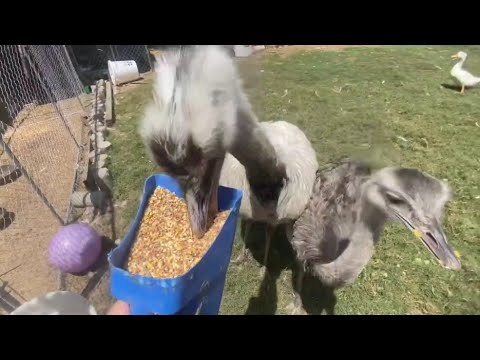 Kevin Can't Decide Whether to Attack or Eat (Kevin's Confused)