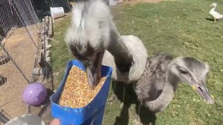 Download lagu Kevin Can't Decide Whether to Attack or Eat (Kevin's Confused) mp3