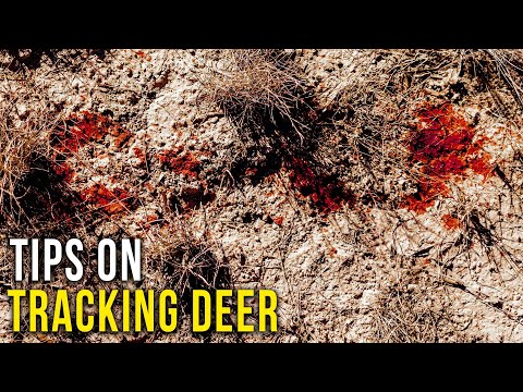 Beginner Tips for Tracking Deer